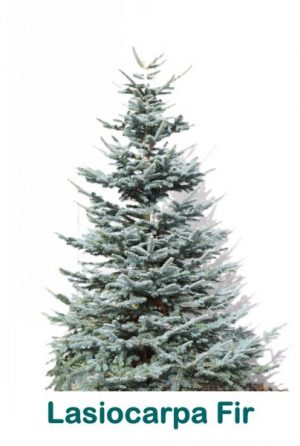 LASIOCARPA Fir. Approx 5ft
Premium cut tree (LASIO-brwn)