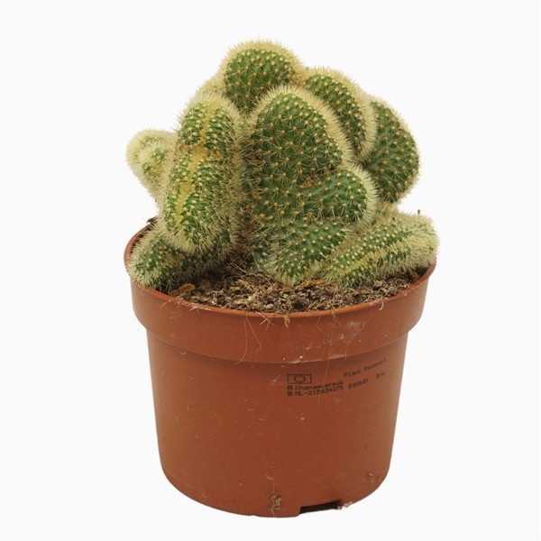 Cactus
Hildewintera aureispina cristata