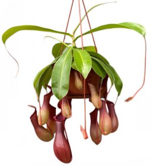 Nepenthes x ventrata -(n Hanging Basket)