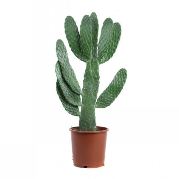 Cactus
Opuntia consolea