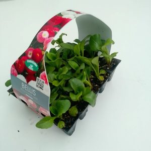 Bellis Bellissima mix