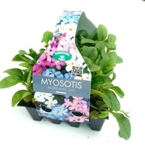 Mysotis (Forget me not) Mon Amie mix
