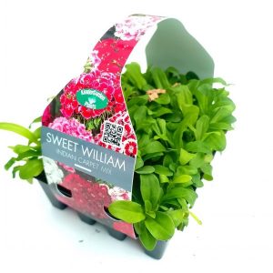 SWeet William Indian Carpet mix