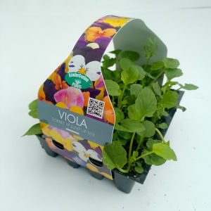 Viola sorbet Jump Up mix