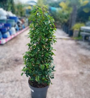 Prunus lusitanica angustifolia -cone