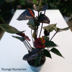 Anthurium andreanum Diamond Black Love
