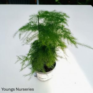 Asparagus Plumosus