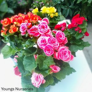 Begonia el  mix Budget