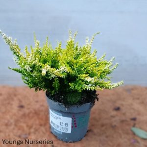Calluna vulgaris Beauty-Ladies Yellow