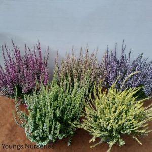 Calluna vulgaris Garden Girls