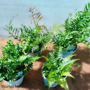 Ferns winter hardy mix