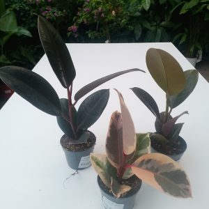 Ficus elastica