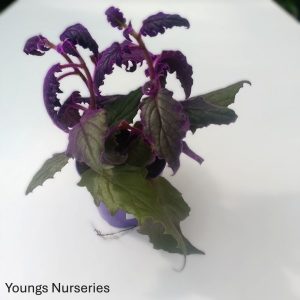Gynura aurantiaca