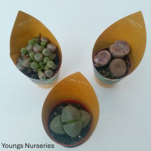 Lithops mix Sierra