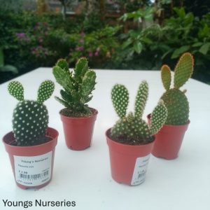 Cactus
Opuntia