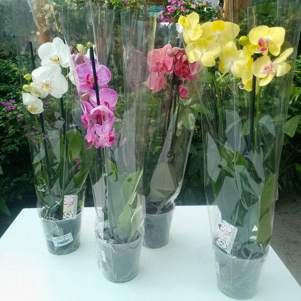 Phalaenopsis Moth Orchid