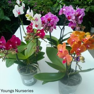 Phalaenopsis 'Bo Funda range'
