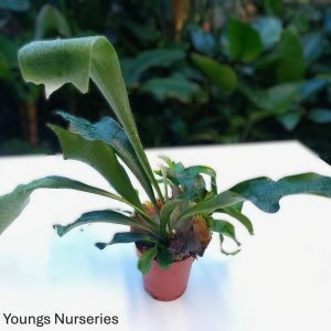 Platycerium bifurcatum