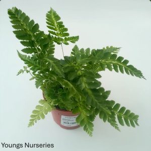 Rumohra Adiantiformis 'Variegata'