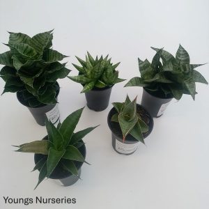 Sansevieria  Mixed