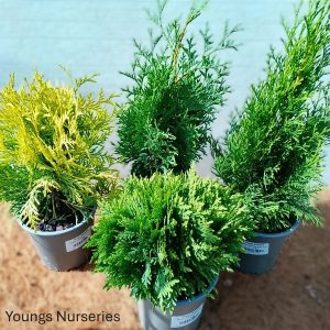 Thuja  occidentalis mix