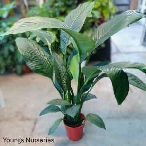 Spathiphyllum 'Sensation'