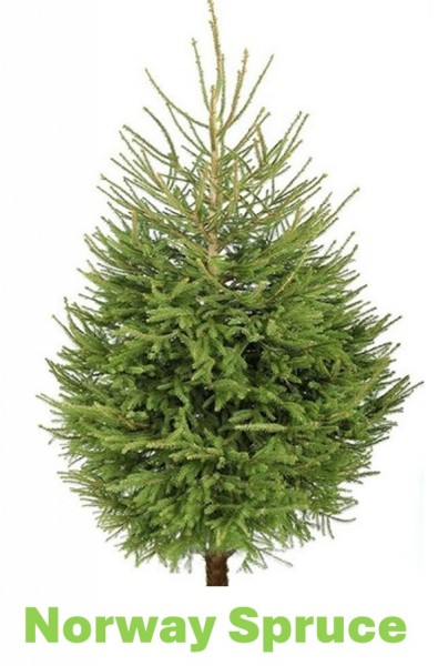 Norway Spruce.120-150cm
Cut tree (NRW-or)