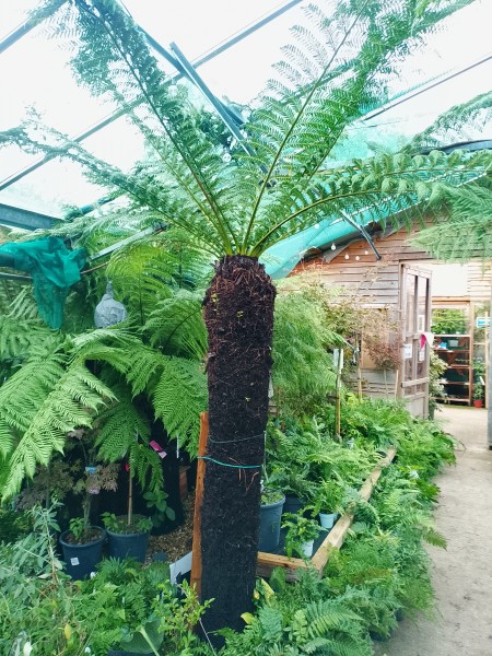 Tree Fern - Dicksonia antarctica - approx 7ft trunk - Image 2
