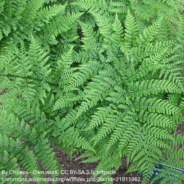 Dryopteris x remota