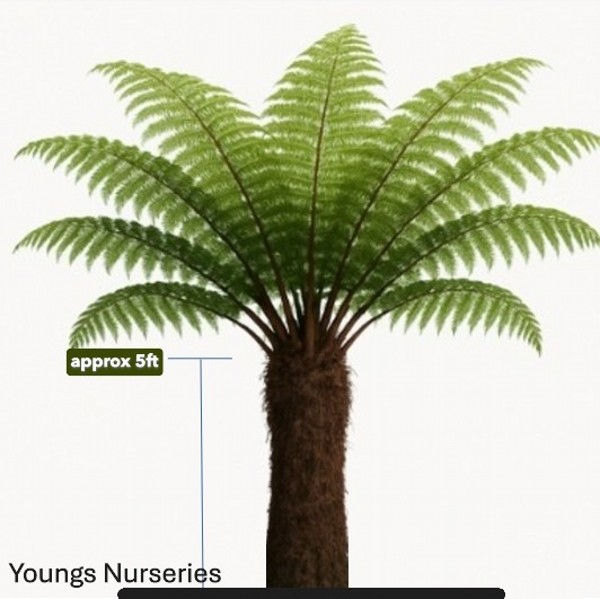 Tree Fern - Dicksonia antarctica - approx 5ft trunk - Image 2
