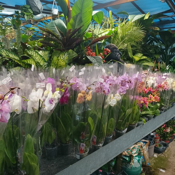 Phalaenopsis Moth Orchid - Image 2