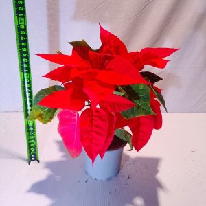 Poinsettia la