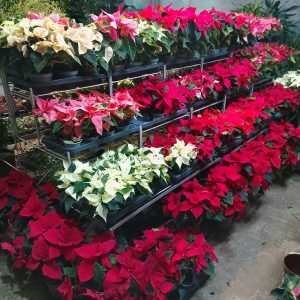 Poinsettia - mixed colours