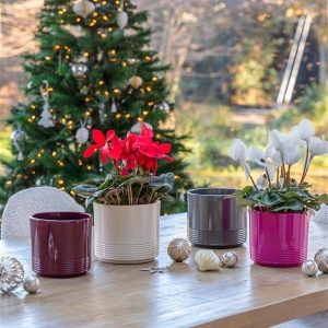 Cyclamen pot pink