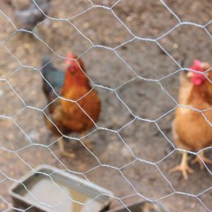 Gardman 50mm Galvanised Wire Netting -  10m x 0.9m