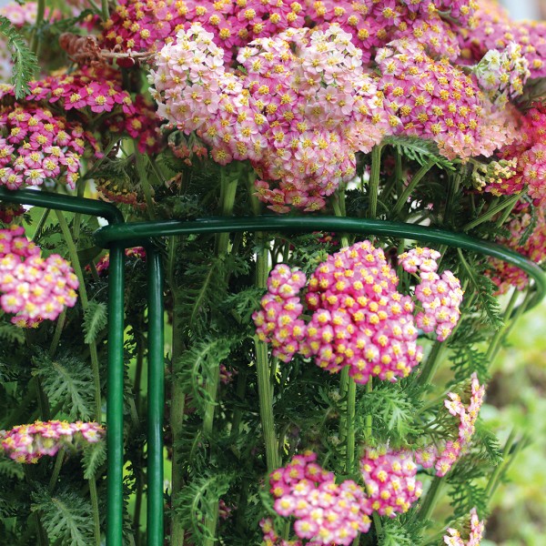 Grow It 90cm (35") Plant Support Hoop - Image 2