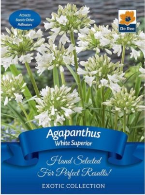 Agapanthus 'White Superior'