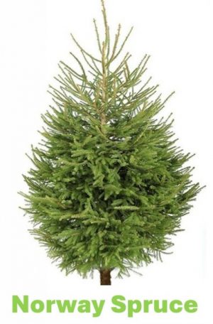 Norway Spruce.120-150cm 
Cut tree (NRW-or)
