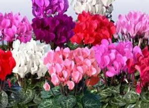 Cyclamen winter