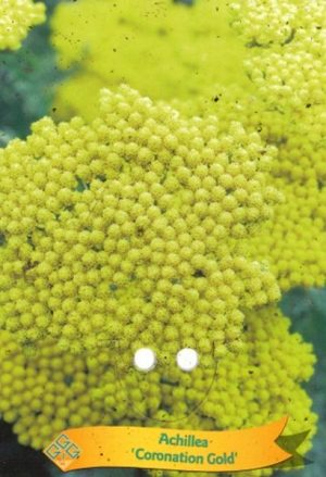 Achillea 'Coronation Gold'