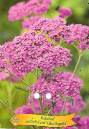 Achillea millefolium 'Lilac Beauty'