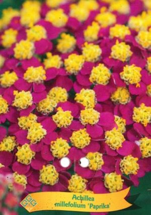 Achillea millefolium 'Paprika'