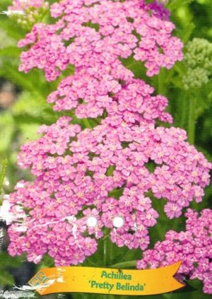 Achillea 'Pretty Belinda'