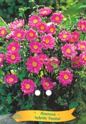 Anemone hybrida 'Pamina'