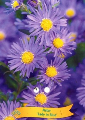 Aster 'Lady in Blue'