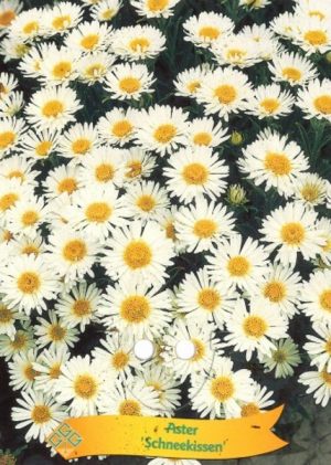 Aster 'Schneekissen'
