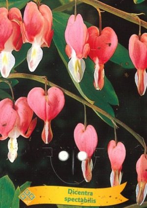 Dicentra spectabilis