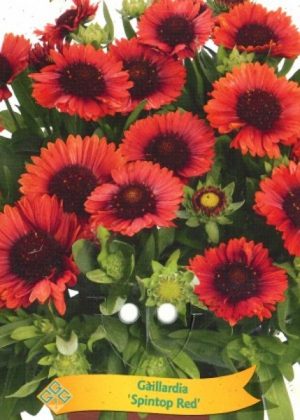 Gaillardia 'Spintop Red'