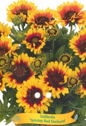 Gaillardia 'Spintop Red Starburst'