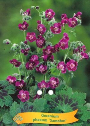 Geranium phaeum 'Samobor'